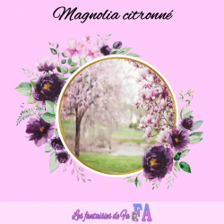Fondant parfumé "Magnolia"